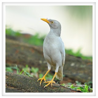 Javan Myna (Acridotheres javanicus) 1